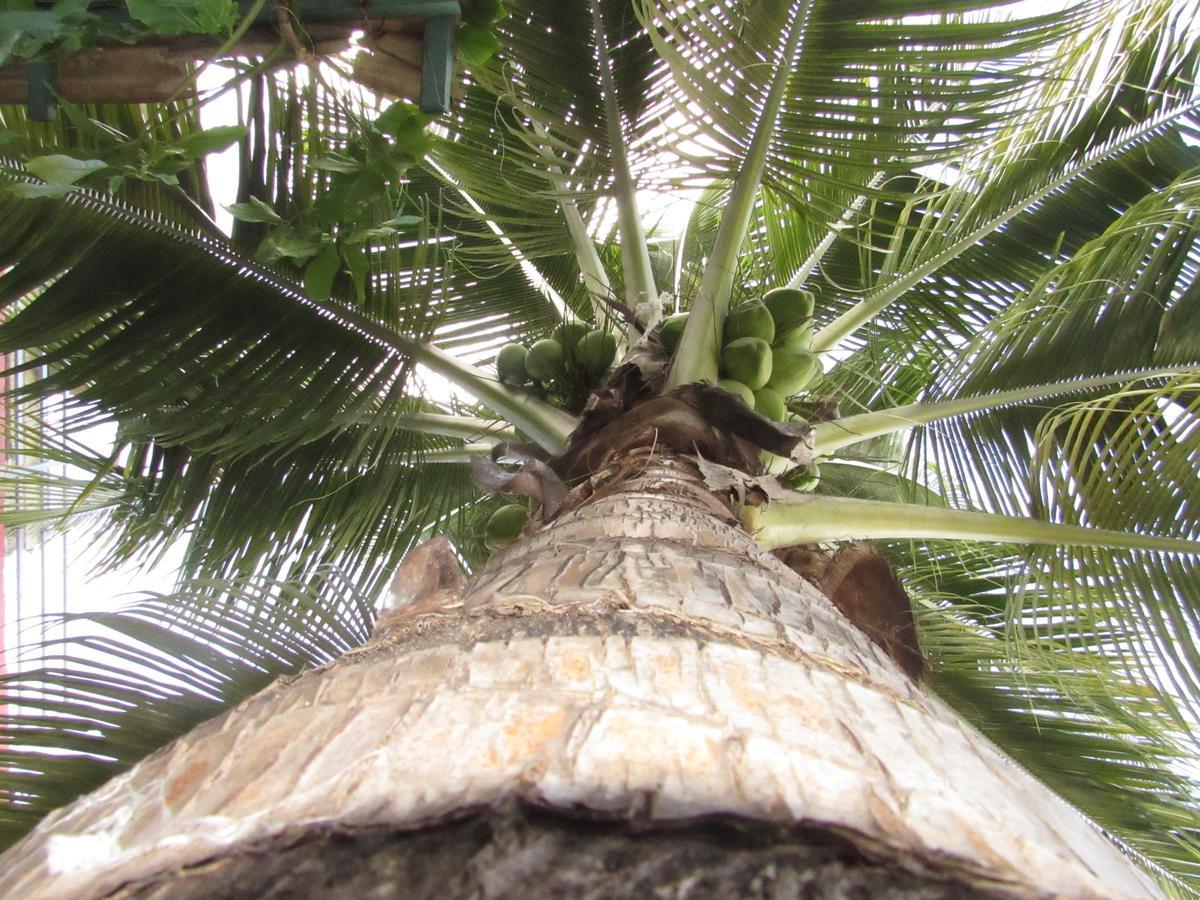 Blue Coconut Cancun Hotel Ngoại thất bức ảnh