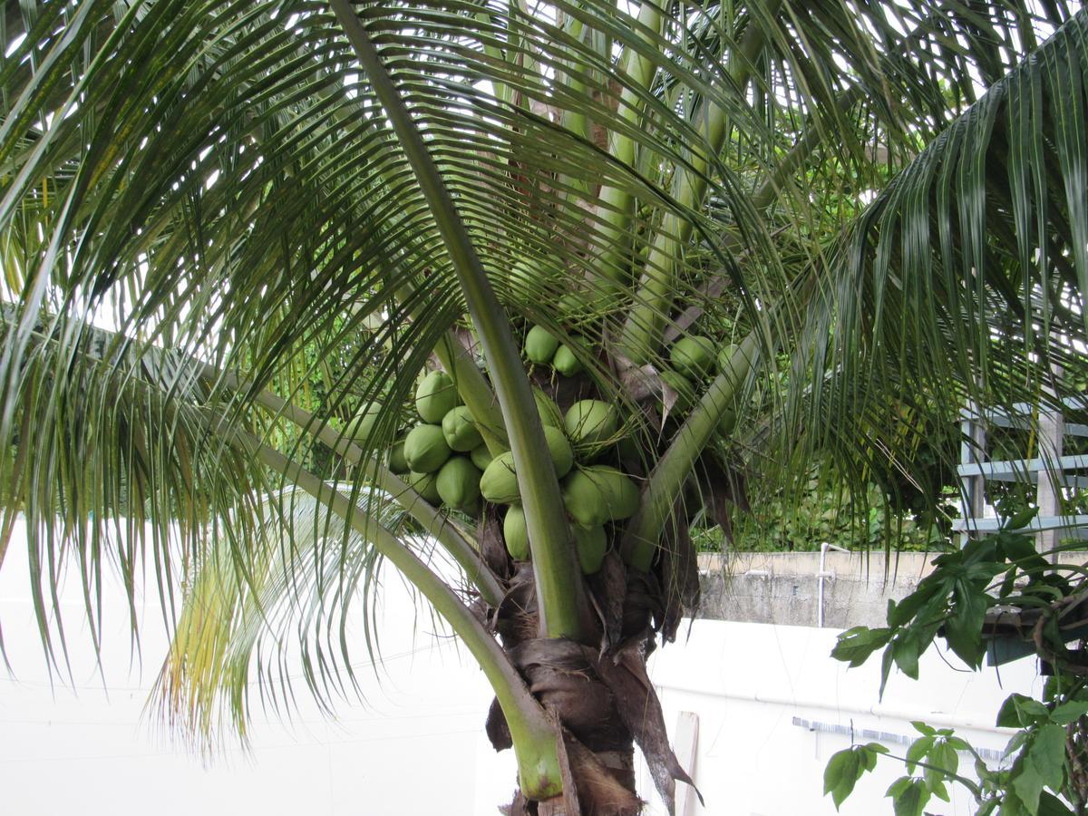 Blue Coconut Cancun Hotel Ngoại thất bức ảnh